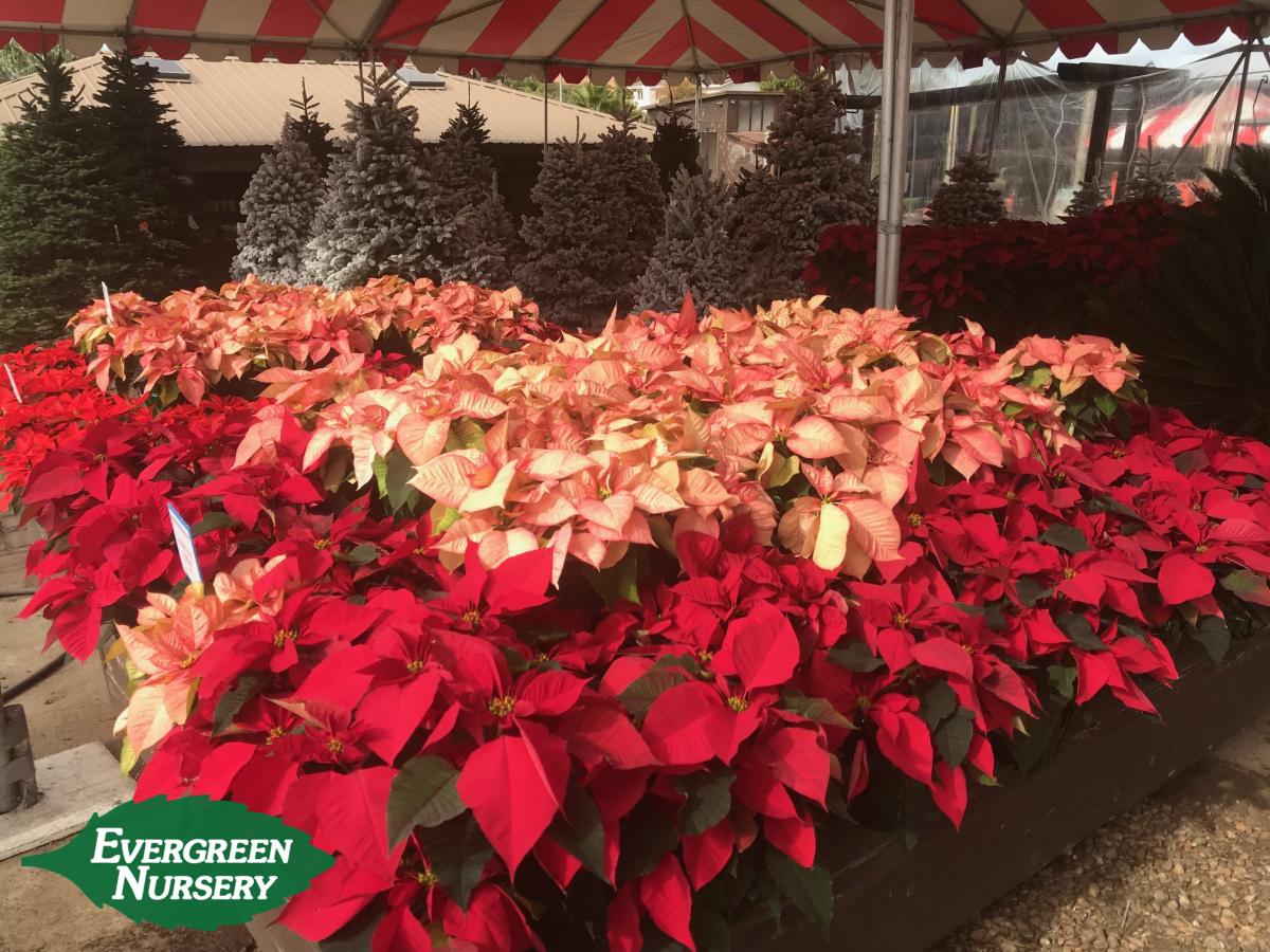 evergreen nursery christmas 2017 evergreen nursery christmas tree recycle san diego